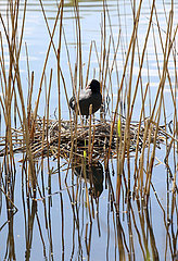 Berlin  Deutschland  Blaesshuhn steht auf seinem Nest in einem See