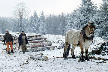 Frauenwald  Deutsche Demokratische Republik  Forstarbeiter und Holzrueckepferd im verschneiten Wald bei der Arbeit