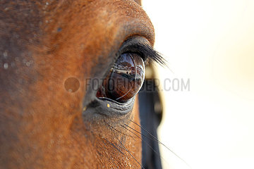 Doha  Auge eines Pferdes