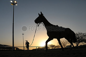 Doha  Silhouette: Pferd wird mit Sattel am Abend longiert