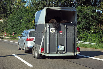 Karlsruhe  Deutschland  PKW mit Pferdeanhaenger auf der Autobahn