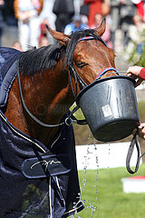 Hannover  Deutschland  Pferd saeuft Wasser aus einem Eimer