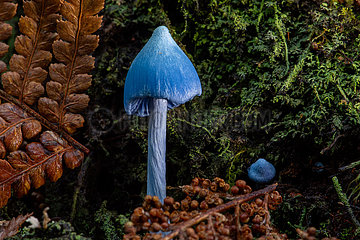 Neuseeland-Fungi-Farbe