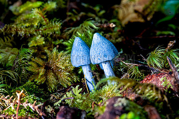 Neuseeland-Fungi-Farbe