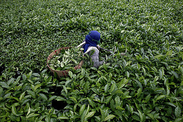 Indonesien-wonosobo-tägliche Lebens-Tee-Picker