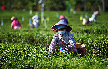 China-Hainan-Tea-Plantage (CN)