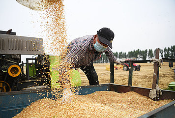 China-Henan-Wheat-Harvest (CN)