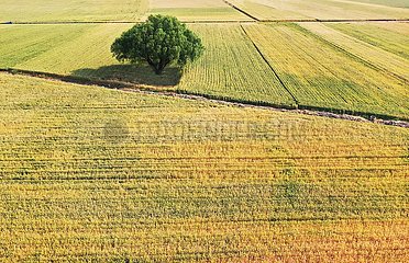 #China-What-Harvest (CN)