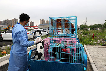 China-Shanghai-Covid-19-Pets-Care (CN)