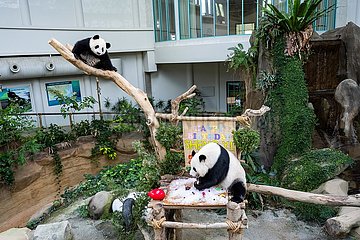 Malaysia-Kuala Lumpur-Giant Panda-Sheng Yi-Gebirthday