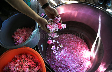 Kaschmir-Rose-Landwirtschaftsextraktion von Rosenöl