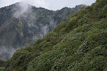 China-benisch-longmen-Berge-Giant Panda National Park-Alpine Azalea (CN)