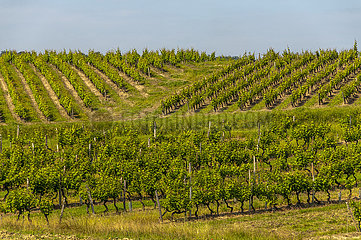 France  Dordogne  Vineyard of Monbazillac