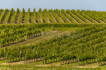 France  Dordogne  Vineyard of Monbazillac