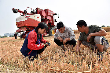 China-Hebei-Xingtai-What-Harvest-Couple (CN)