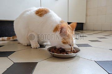 Deutschland  Bremen - Katze beim Fressen in der Kueche