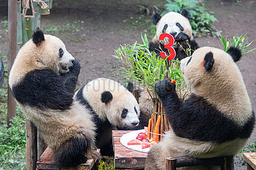 China-Chongqing-Giant Pandas-Birthday Party (CN)