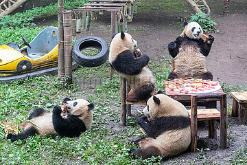 China-Chongqing-Giant Pandas-Birthday Party (CN)