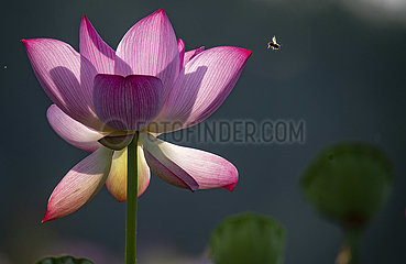 #China-Summer-Lotus (CN)