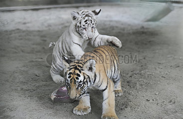 Bangladesch-Dhaka-Zoo-Tiger-Kubs