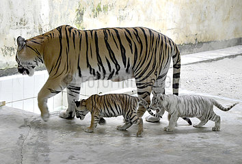 Bangladesch-Dhaka-Zoo-Tiger-Kubs