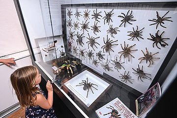 Kroatienspinnen-Scorpion-Exhibition