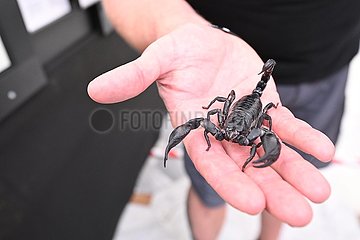 Kroatienspinnen-Scorpion-Exhibition
