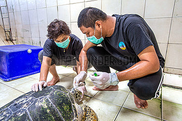 Thailand-Rayong-Sea Turtle Conservation-Forscher