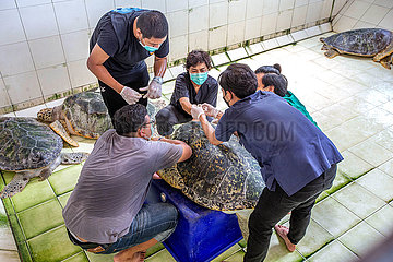 Thailand-Rayong-Sea Turtle Conservation-Forscher