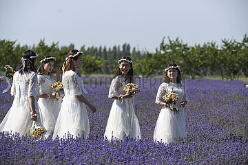 China-Xinjiang-Houcheneng County-Lavender Industry (CN)