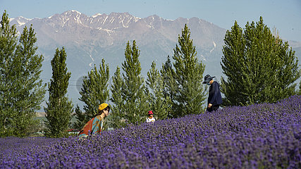 China-Xinjiang-Houcheneng County-Lavender Industry (CN)