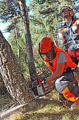 FRANCE. OCCITANY. LOZERE (48) AUBRAC. CUTTING A TREE IN THE SECTIONAL FOREST OF LA BESSIERE DE JAVOLS