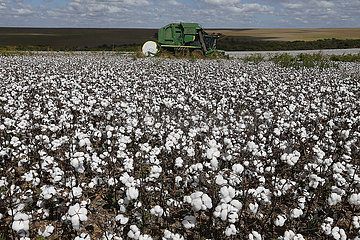 Brasilien-Goias-Cotton-Marvest Brasilien-Goias-Cotton-Harvest