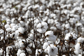 Brasilien-Goias-Cotton-Harvest