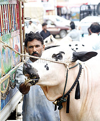 Pakistan-Rawalpindi-eid Al-Adha-Cattle-Markt