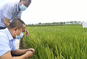 China-Xinjiang-Farmland Management-Summer Harvest-Technology Application (CN)