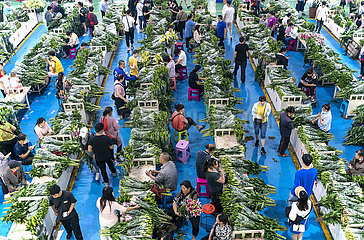 China-Yunnan-Kunming-Flower-Markt (CN)
