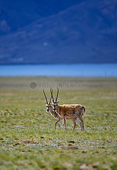 (Intibet) China-Tibet-Qiangtang Nature Reserve-Tibetan Antilopes-Brueding (CN)