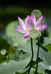 Blüten von China-Beijing-Lotus (CN)