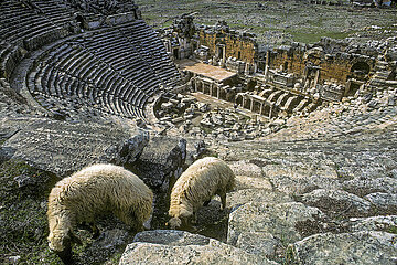 Truthahn. Pamukkale. Schafe im Herzen des Theatre of Hierapolis  seit 1988 als UNESCO-Weltkulturerbe gelistet. Erbaut im Jahr 129  anlässlich des Besuchs von Kaiser Hadrian  wurde es unter Septimius Severus (193-211) renoviert.