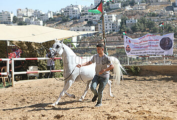 Midost-Hebron-Horses-Beauty-Wettbewerb