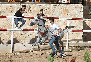 Midost-Hebron-Horses-Beauty-Wettbewerb