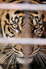 Indonesien-Aceh-Sumatran Tiger-Rescue