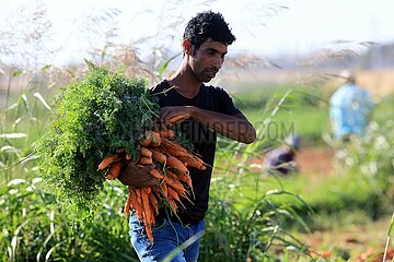 Jordan-Amman-Carrots-Harvest