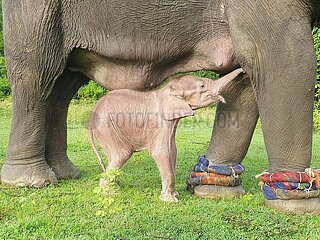 MYANMAR-YANGON-NATURE-WHITE ELEPHANT CALF