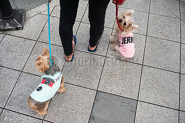Singapur  Republik Singapur  Zwei Yorkshire Terrier in Hundekleidung an der Leine beim Gassigehen