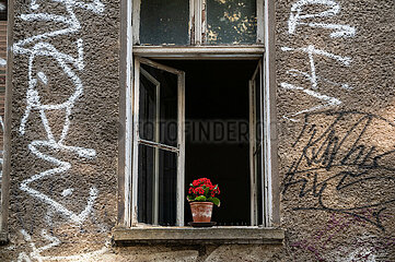 Berlin  Deutschland  Rote Balkonpflanze auf Fenstersims vor geoeffnetem Fenster eines Wohnhauses im Prenzlauer Berg