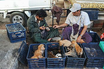 Yangon  Myanmar  Strassenhaendler bieten am Strassenrand Hundewelpen zum Verkauf an