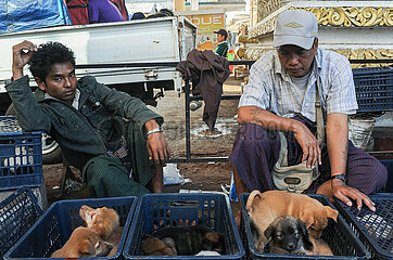 Yangon  Myanmar  Strassenhaendler bieten am Strassenrand Hundewelpen zum Verkauf an