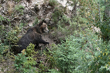 China-Qinghai-yushu-nature-wild braune Bären (CN)